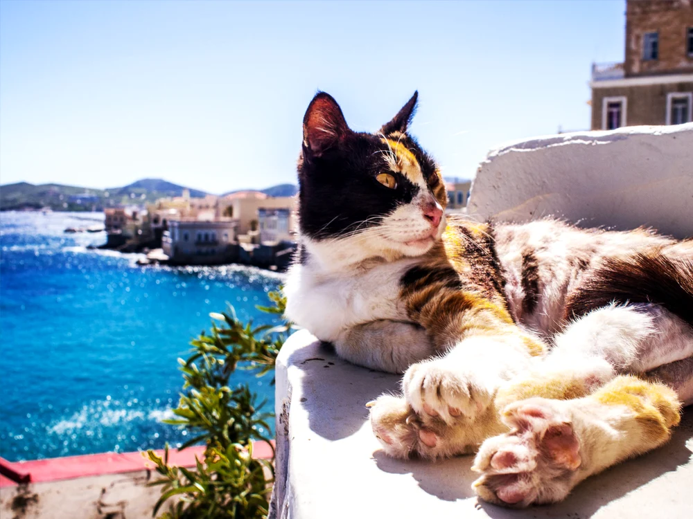 Insula Syros găzduiește aproximativ 3.000 de pisici fără stăpân/FOTO: Flickr/Ioannis Grivas