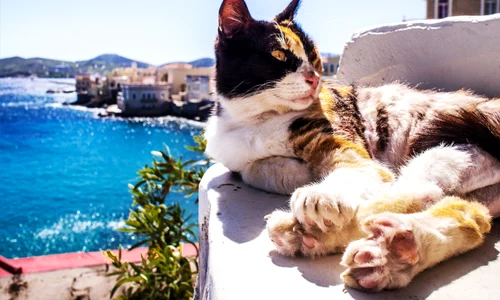 pisica intr o insula din Grecia FOTO Flickr Ioannis Grivas png