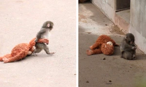 maimutica cu plus  jpg