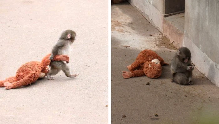 maimutica cu plus  jpg