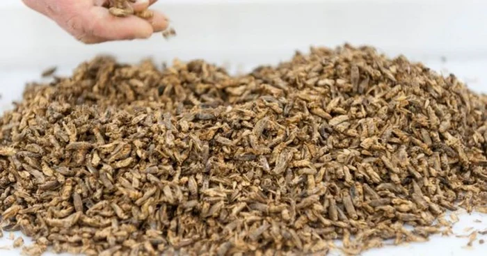 paste insecte