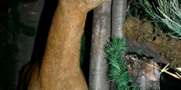 Animale din mai multe specii sunt expuse aici-imagine arhivă