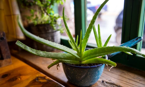 1 shutterstock 514985761 jpg jpeg