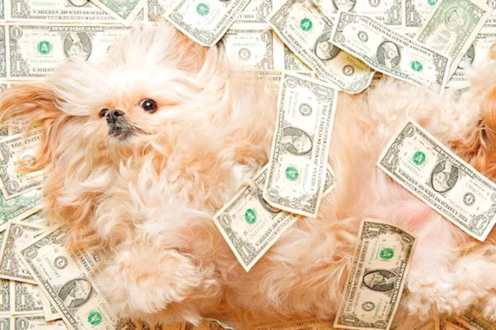 
    Căţeluşa Chloe (Fotografii: Photoland/ Caters)  