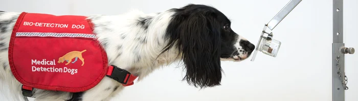 Câinii ar putea depista coronavirusul foto: medicaldetectiondogs.org.uk