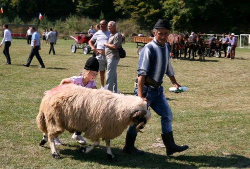 expozitie de oi langa simleu