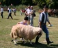 expozitie de oi langa simleu
