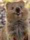 quokka ok jpeg
