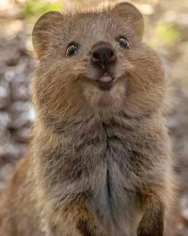 
    Cei mai mulţi sunt pe Insula Rottnest @instagram/animal0universeClick! pentru femei  