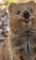 quokka ok jpeg