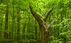 Pădurile virgine potențiale jpeg