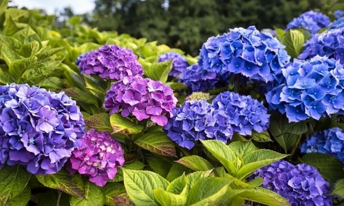 test jpg