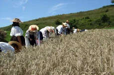 „Cununa la seceriș” pe Valea Mureșului Superior (foto: Muzeul Etnografic „Anton Badea” Reghin)