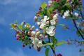 apple blossom 173566 1280 jpg