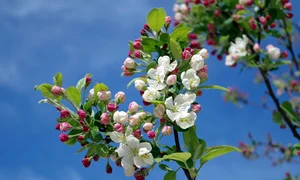 apple blossom 173566 1280 jpg