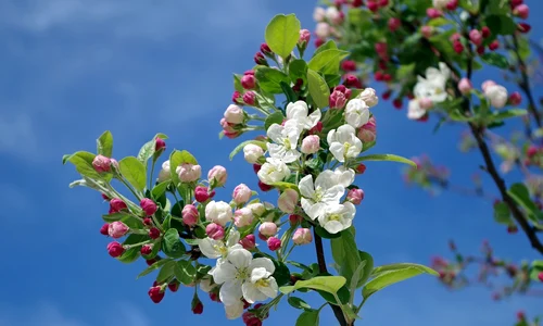 apple blossom 173566 1280 jpg