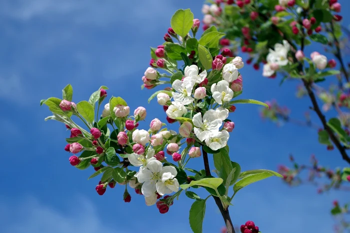 Copac de măr înflorit / foto: Pixabay