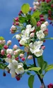 apple blossom 173566 1280 jpg