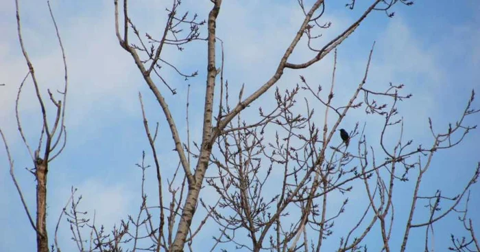 Natura s-a trezit la viaţă