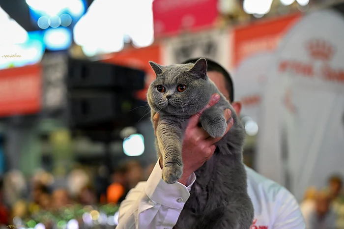 Bucovina Kira Kiralina3 jpg