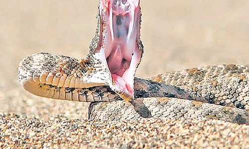 vipera jpeg