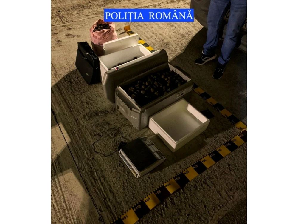 Trufele au fost evaluate la peste 90.000 de lei. FOTO Poliţia Română