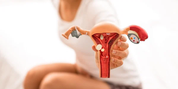 uter_menstruatie_shutterstock 1826474318 (1) jpg