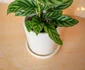 Calathea jpeg
