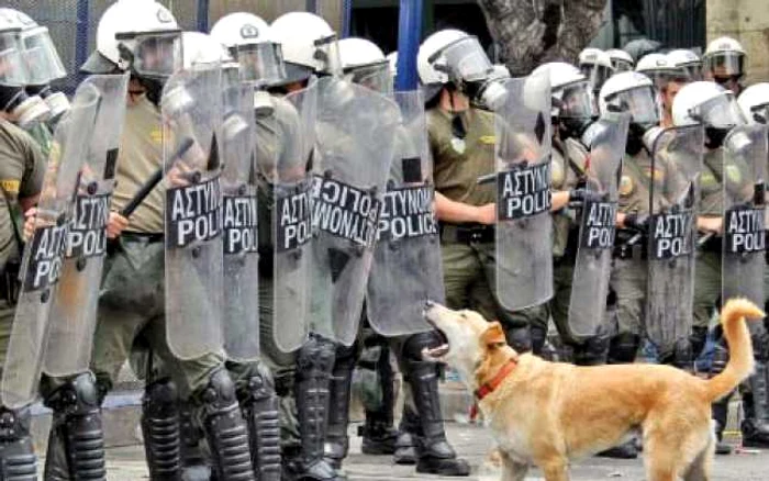 Câinele care nu ratează niciun protest