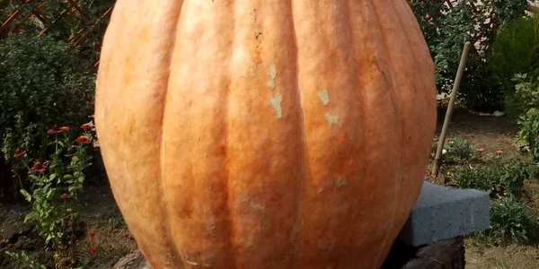 Bostan uriaş pe marginea drumului european 583