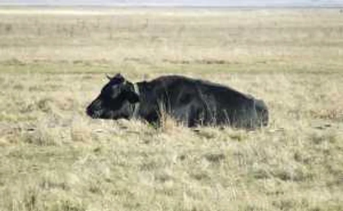 Bărbatul a fost atacat şi ucis de taur.