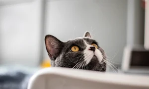cat 7032641 1280 jpg