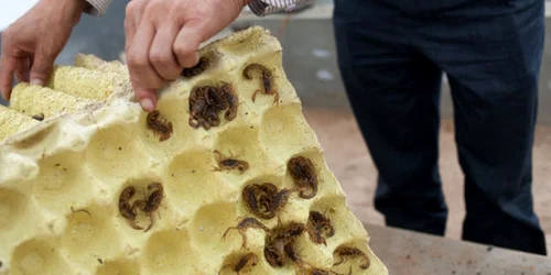 Creşterea scorpionilor destinaţi consumului uman la Yunnan Insect Biotechnologies