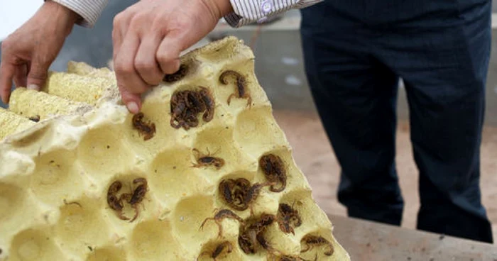 Creşterea scorpionilor destinaţi consumului uman la Yunnan Insect Biotechnologies
