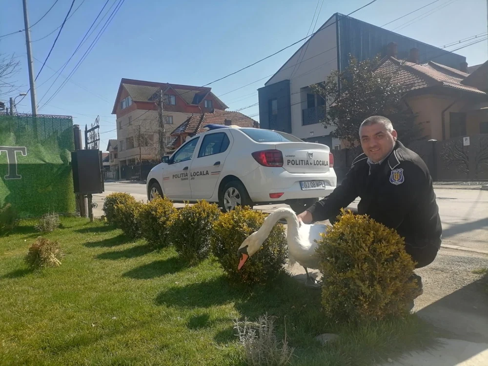 Lebăda rănită a fost găsită pe o stradă din Târgu Jiu                         Foto: Poliţia Locală Târgu Jiu