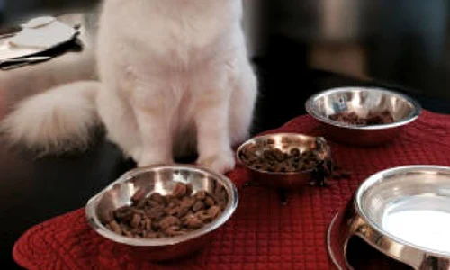 Choupette are meniuri create special de către un bucătar jpeg
