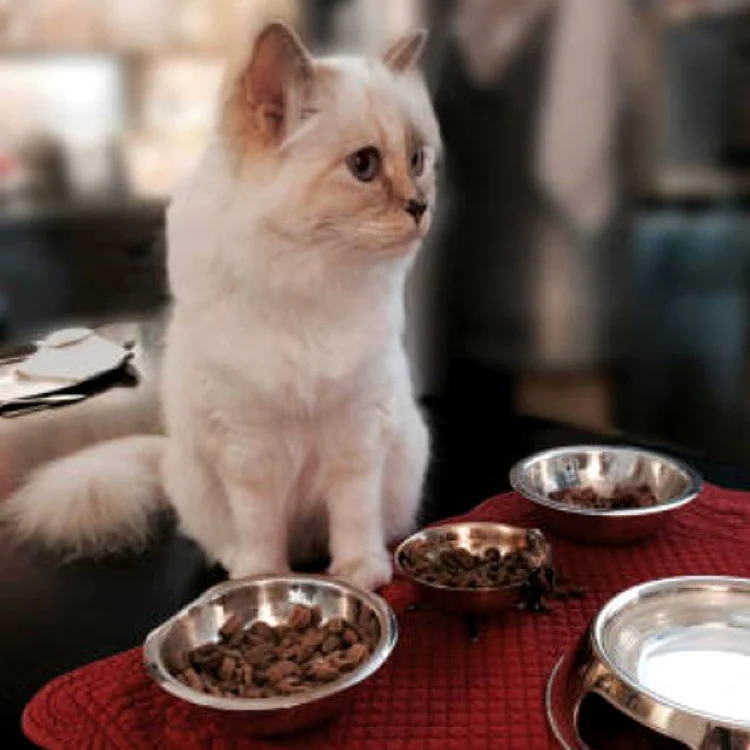 Choupette are meniuri create special de către un bucătar