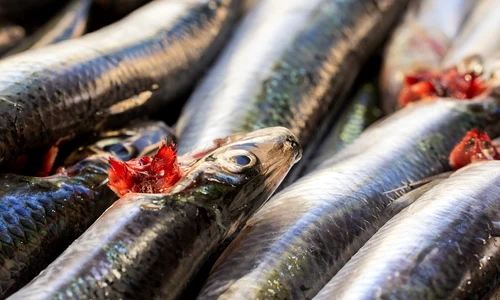 anchovies 6757607 1280 jpg