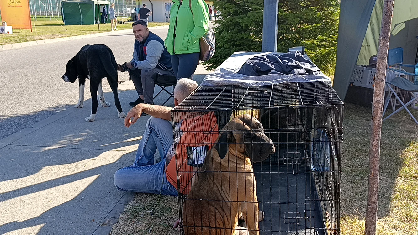 Proprietarii au făcut o pasiune din creșterea câinilor de rasă 