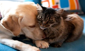 O pisică şi un câine îşi arată afecţiunea jpeg