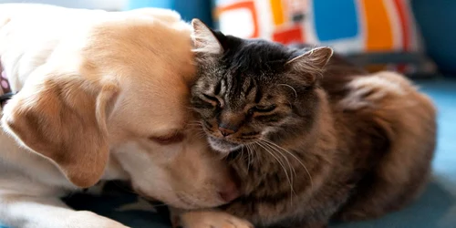 O pisică şi un câine îşi arată afecţiunea  jpeg