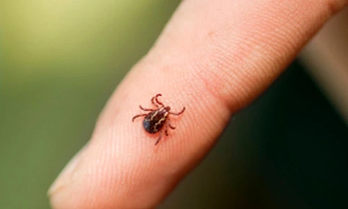 1 69567 original jpg jpeg