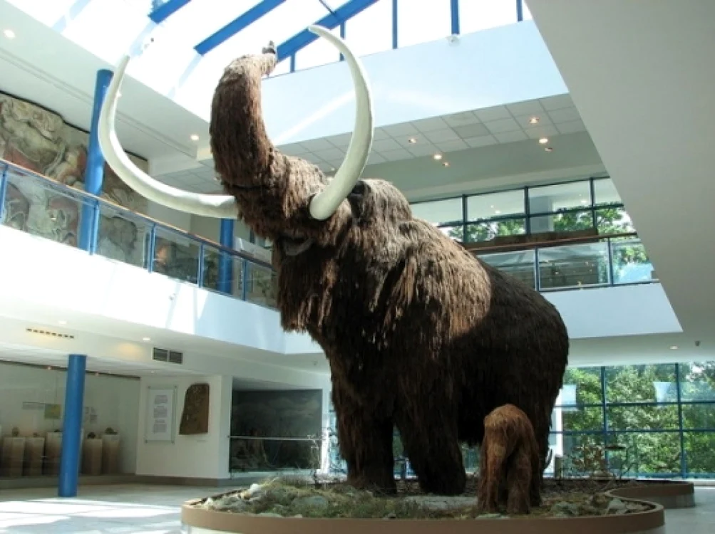 Mamuţii lânoşi ar putea fi clonaţi mulţumită descoperirii cercetătorilor ruşi