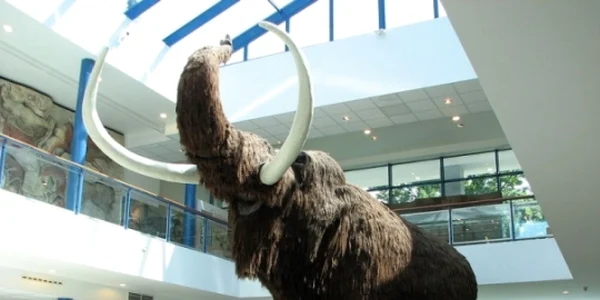 mamut