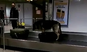 Câinele caută țigări de contrabandă și alte produse ilegale prin bagajele pasagerilor jpeg