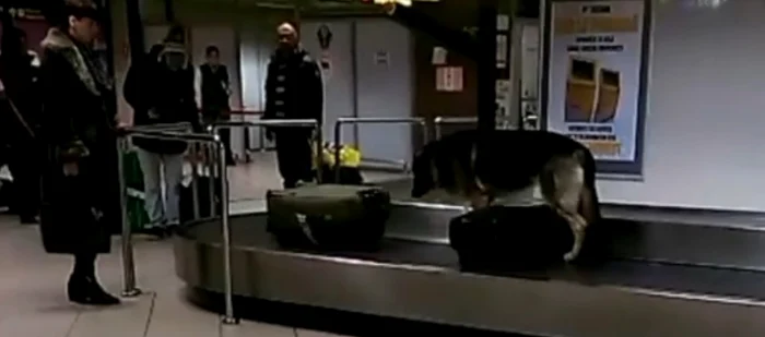 Câinele caută țigări de contrabandă și alte produse ilegale prin bagajele pasagerilor