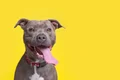 pitbull shutterstock 1942867918 jpg