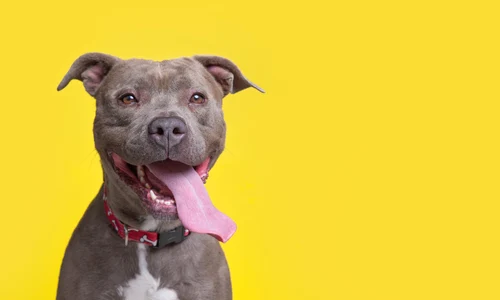 pitbull shutterstock 1942867918 jpg