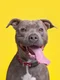 pitbull shutterstock 1942867918 jpg