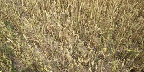 tudor dorobantu seceta